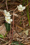 Pipsissewa <BR>Spotted wintergreen